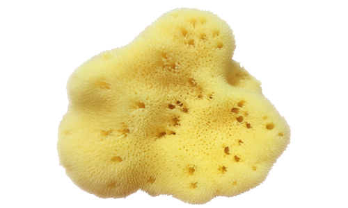 至尊天然海藻绵(XL)